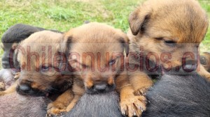 Verónica bahamonde  Anuncios gratis en Villarrica |  Se regalan cachorros tres café una negra, Madre rotweiler y padre golden retriever 