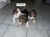 se venden beagle tricolor $110.000.-
