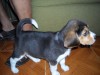vendo cachorra beagle de 2 meses
