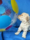cachorros poodle teacup microtoy