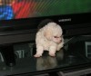 exclusiva poodle microtoy