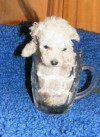 poodle teacup microtoy