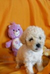 cachorros poodle microtoy / teacup