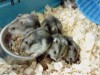 regalo 5 hamsters chinos de 1 mes y medio de vida