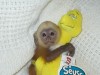 bien formados y encantador bebé monos capuchino
