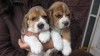 hermosos cachorros beagles en puente alto