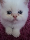 hermosos gatitos persas cream point a $200.000