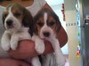 cachorros beagle maravillosos, están inscritos y con microchip.