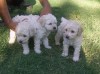 lindos cachorros poodle blancos  89058357