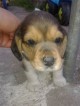 cachorrita beagle de un mes lista para ser entregada