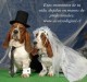 oferta fotos fotografías profesional matrimonios bodas eventos