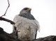 avistamiento de aves conociendo la fauna y flora de la patagonia 