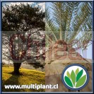 Árboles y palmeras - vivero online multiplant