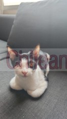 Gatito con solo un ojito busca ser adoptado