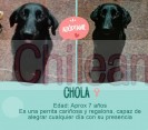 Ayuda por favor, se busca hogar para una o ambas perritas 🤍