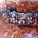 Criadero reino mascota