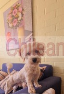 Mestizo maltes en adopcion