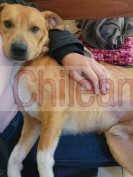 En adopción lo puedo trasladar a cualquier región 