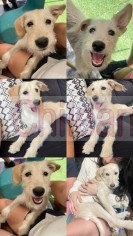 Perros para adopción  busca un hogar