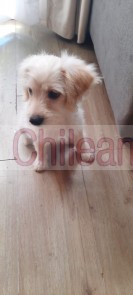 Cachorros, maltés, cachorrita, pequeña, blance, perritos