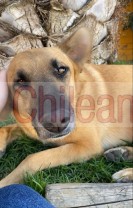 hermoso perrito mezcla pastor belga en adopción 
