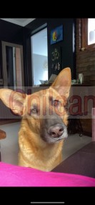 hermoso perrito mezcla pastor belga en adopción 