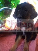 Adopción de perritos