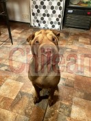 Se dan adopción 2 perritos se puede concretar entrega o traslado