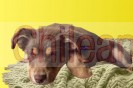 Adoptar perrito concepcion 