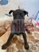 Perritas en adopción