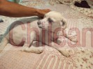 Meztiza con poodle busca hogar amoroso seguro