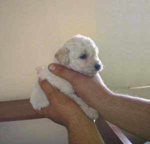 antonipet Anuncios gratis en El Bosque |  2 presiosos cachorritos poodle mini toys 65.000 machitos, vendo 2 presiosos machitos poodle mini toys en 65.000 al 8-2051077