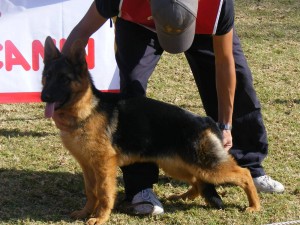 Claudio Bravo Anuncios gratis en Coquimbo |  Cachorra inscrita padre importado de Argentina, ya compitiendo 4 meses, Con certificado de Origen y tatuada