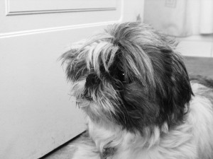 ODETTE MERCADO Anuncios gratis en Santiago |  busco hembra shit tzu para mi romeo, ROMEO SHIT TZU BUSCA A SU JULIETA SHIT TZU