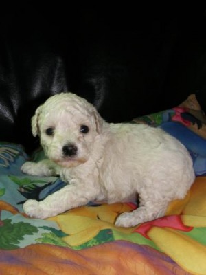 caren Anuncios gratis en La Florida |  **cachorritos POODLE TOY envio a regiones**, envio a regiones