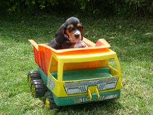 ivan Anuncios gratis en Rapel de Navidad |  heromosos hush puppies  basset hound , finos cachorros