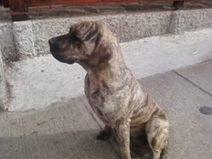 cristian vega  Anuncios gratis en Penco |  perrita fila brasile&ntilde;o para crusa,  tengo 2 a&ntilde;os busco a mi primer perro