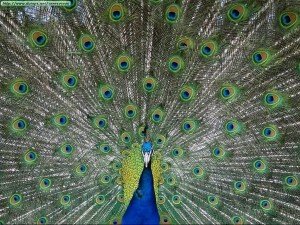 Pablo Urrea Anuncios gratis en Concepci&oacute;n |  Venta de Pavos Reales en Concepcion, Pavos Reales a $150.000