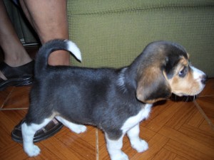 Beagle Navide&ntilde;o Anuncios gratis en Independencia |  Vendo Cachorra Beagle de 2 meses, Especial para Navidad