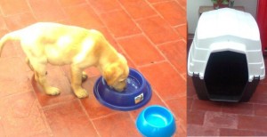 Alejandro Anuncios gratis en Maip&uacute; |  Super Oferta Cachorro Labrador Retriever Macho Rubio 3 Meses mas Casa y Art, Cachorro Tierno y Jugueton + Casa y Articulos