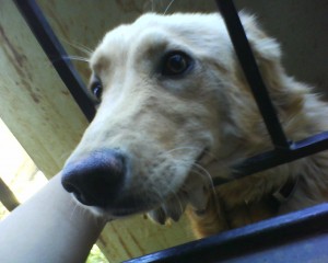 Fabiola Anuncios gratis en Maip&uacute; |  Regalo Perrita , (esta operada)