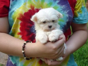  Anuncios gratis en Batuco |  Cachorros malt&eacute;s para la venta, la venta