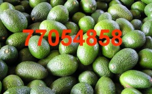 ita arteaga Anuncios gratis en Providencia |  vendo paltas hass providencia 77054858,  restaurantes