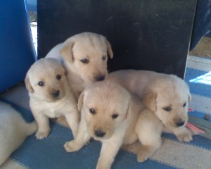 alejandra maureira Anuncios gratis en Rapel de Navidad |  vendo cachorros labradores, lindos y grandes