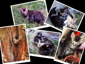 andrea Anuncios gratis en La Reina |  Se regalan hermosos gatitos , traviesos y cari&ntilde;osos