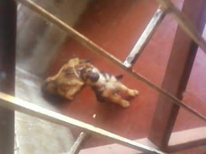 isabel  Anuncios gratis en Concepci&oacute;n |  vendo cachorros pastor aleman , vendo cachorros pastor aleman ultimos  