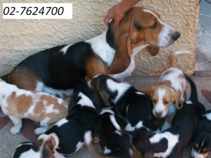 Gerardo Cortez Anuncios gratis en Maip&uacute; |  Hermosos chachorros Basset Hound, mascotas ideales para ni&ntilde;os
