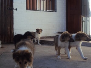 JUAN MIGUEL VILLABLANCA Anuncios gratis en Rapel de Navidad |  vendo cachorros Rouge Collie, 4 cachorros collies 2 meses y medios (LASSIE)