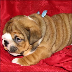 hali cole Anuncios gratis en Batuco |  Ingl&eacute;s cachorros bulldog encantadora y adorable para la adopci&oacute;n., Ingl&eacute;s cachorros bulldog 