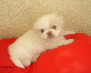 Raul Anuncios gratis en Vi&ntilde;a del Mar |  Pekines Leon Blanco., Muy HERMOSOS.